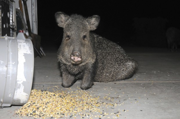 Illegal feeding of wildlife may be luring javelinas    