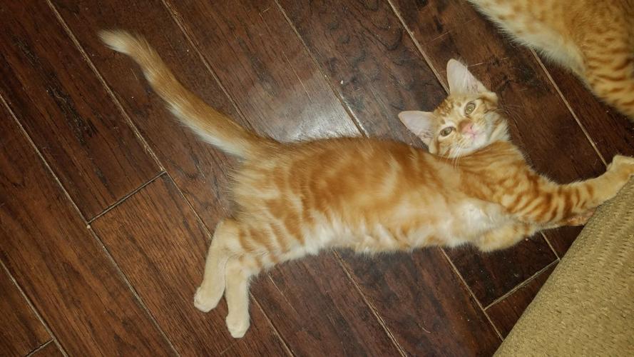 Adopt a friend: Marigold