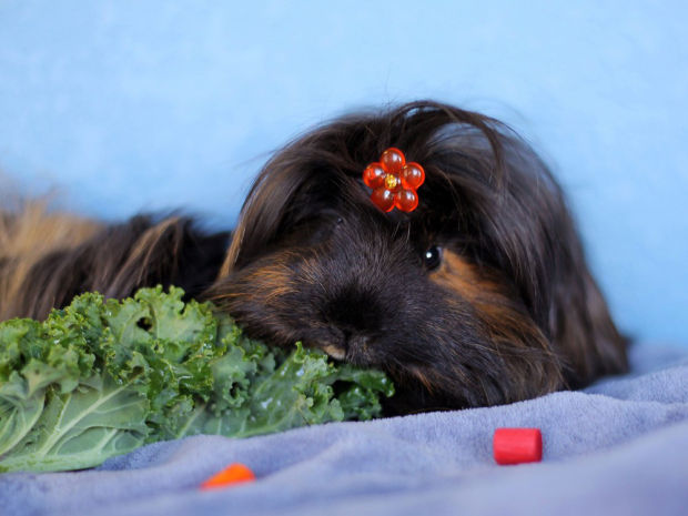Pet adoptions