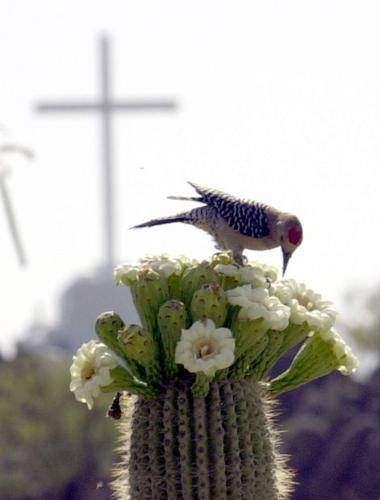 Saguaro flowers 
