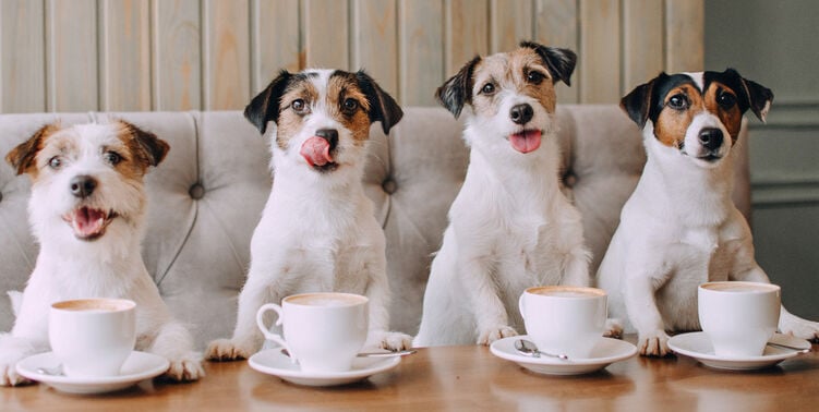 From canine coffee klatches to doggie social groups - connecting with fellow passionate pet parents is easier than ever - Image
