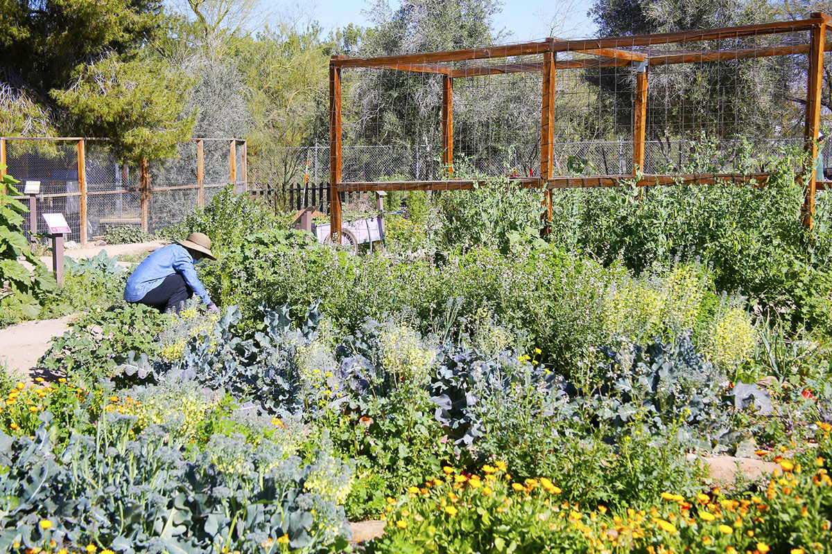 030214 hl organic-p3.jpg