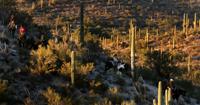 Saguaro National Park