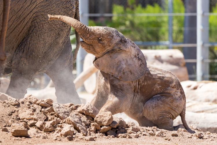 Reid Park Zoo, baby elephant