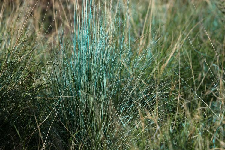 Spraying invasive grasses, Santa Catalina Mountains
