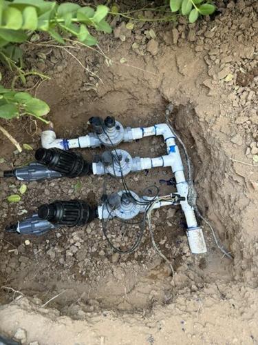 Rosie