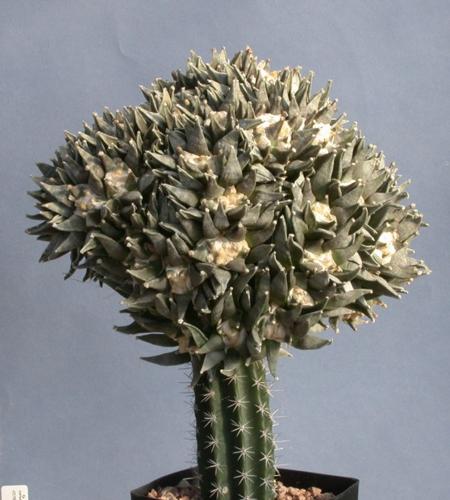 Odd progeny, when cacti intermarry    