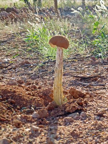 Garden Sage - DesertStalked Puffball