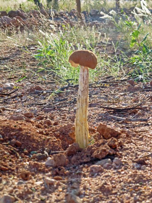 Puffball Mushrooms: A Complete Guide - A-Z Animals