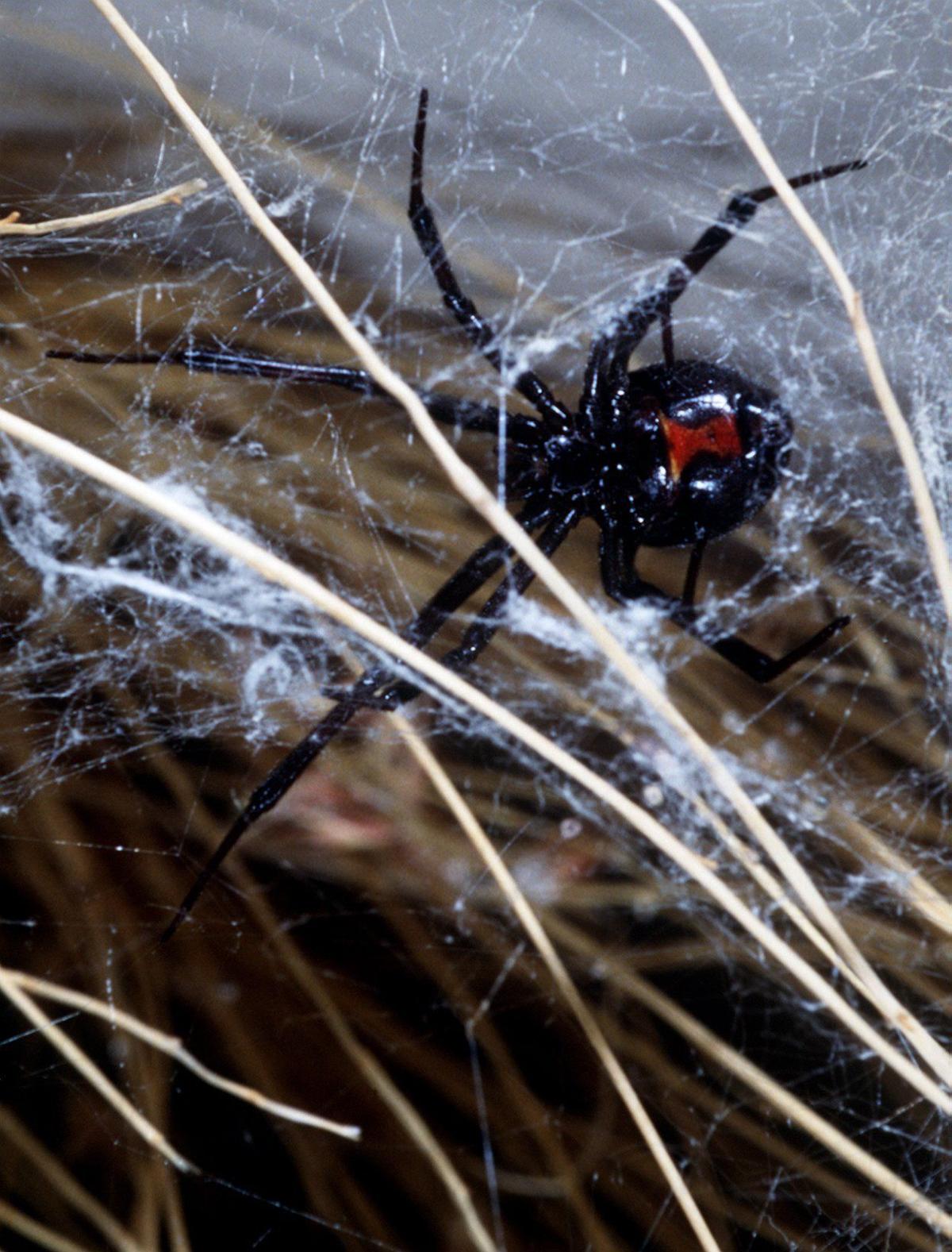 Black widows in the shed