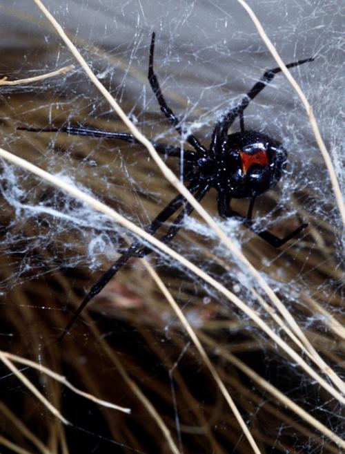 Black widows in the shed