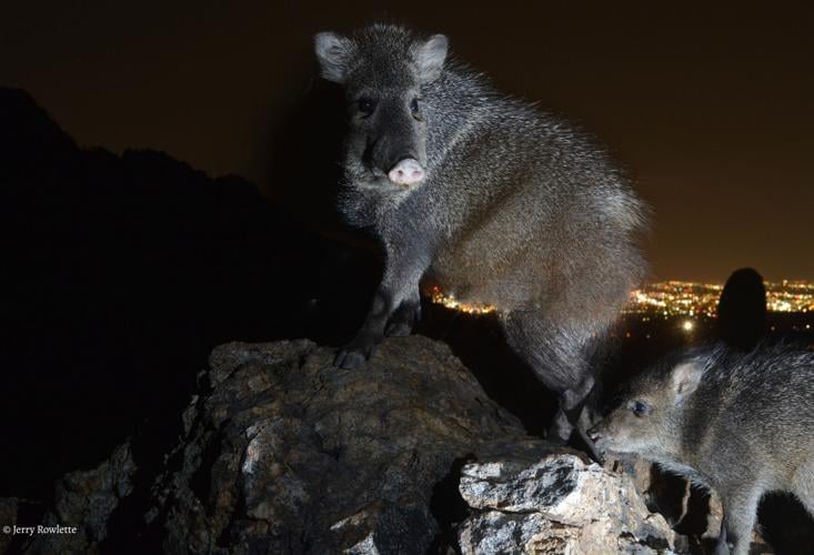 Jerry Rowlette, wildlife cameras, 2022