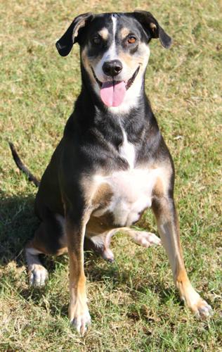 Adopt A Friend: Enzo