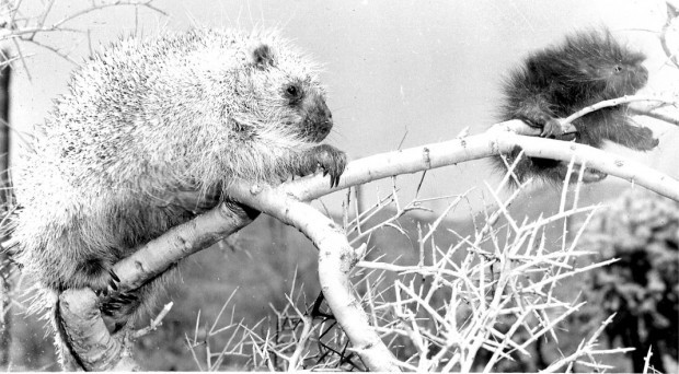 Tucson Animal Tails: Miracle Of Nature