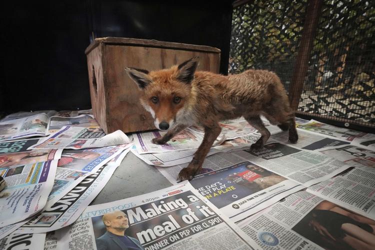 Britain Fox Rescue