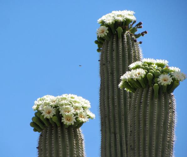 Baja Cactus Bloom Roll-On Fragrance – The Sassafras Society