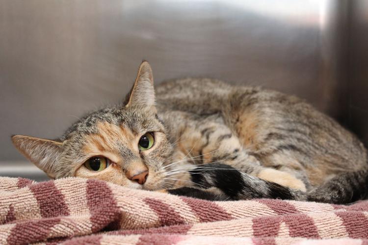 Adopt A Friend: Aurora