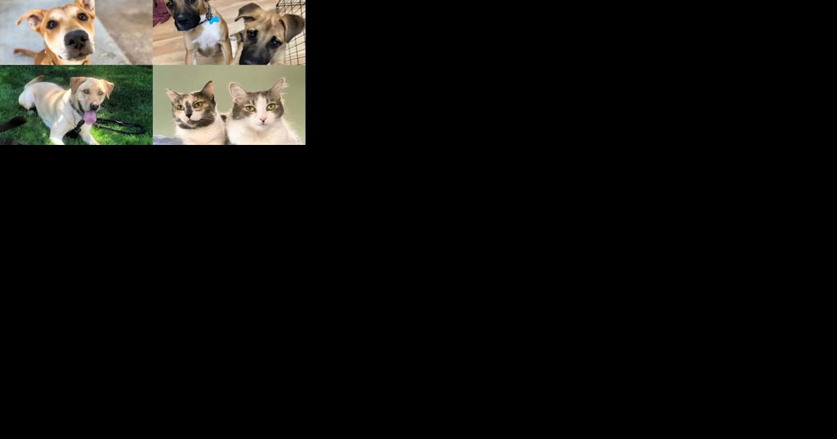 Pets for adoption locally - Vimarsana News