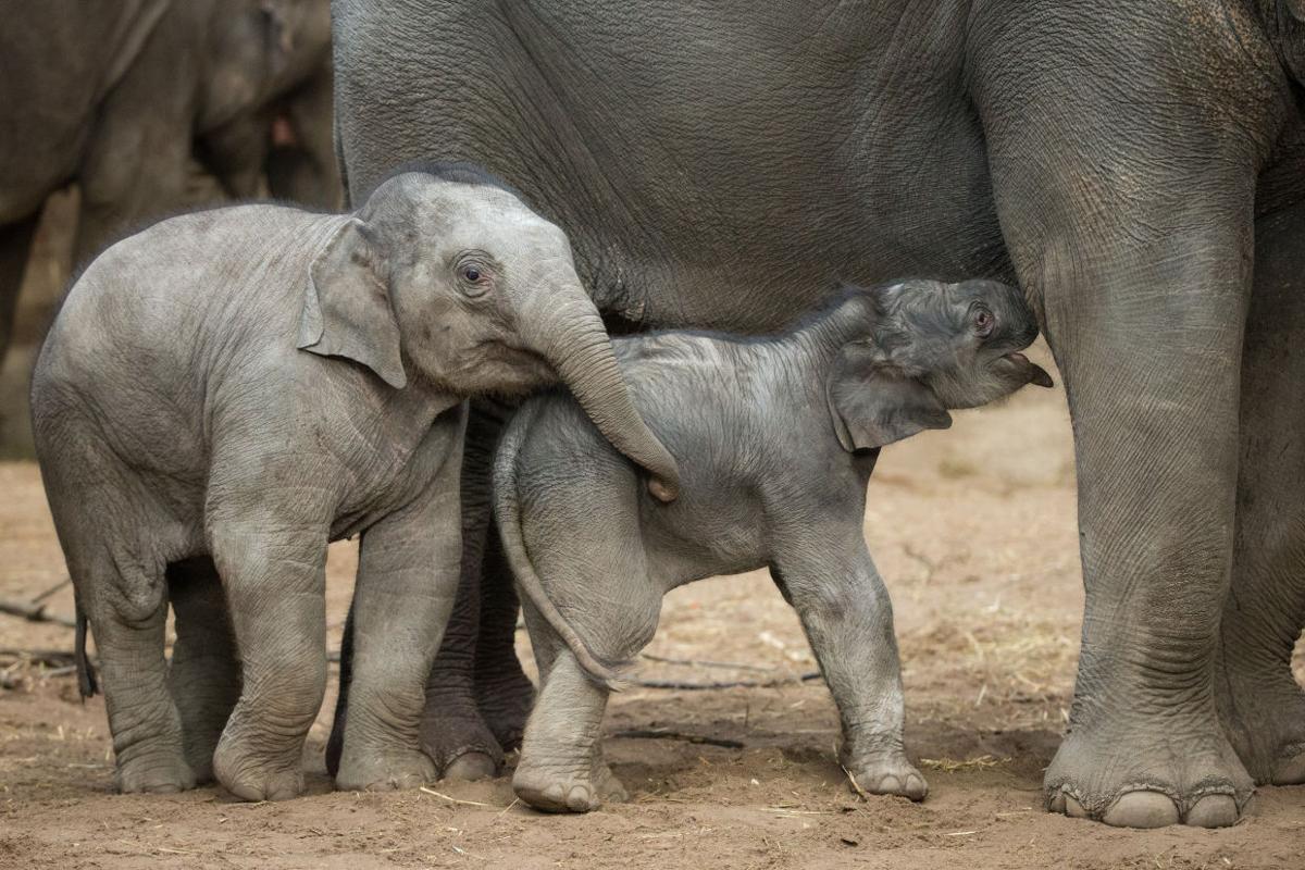 Baby zoo animals