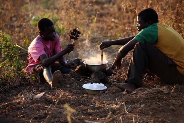 Skewers of plump field mice popular in Malawi markets  
