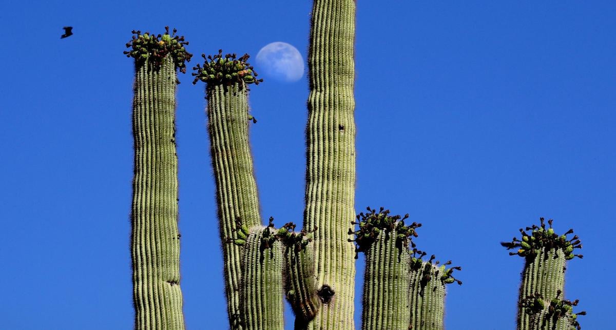 Saguaro and moon