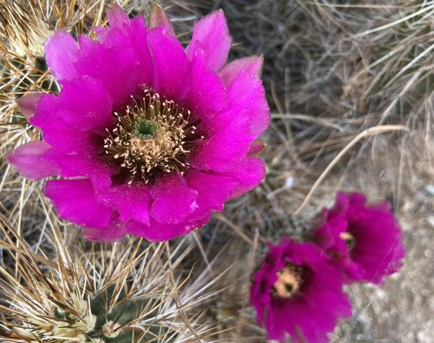 Cactus blooms