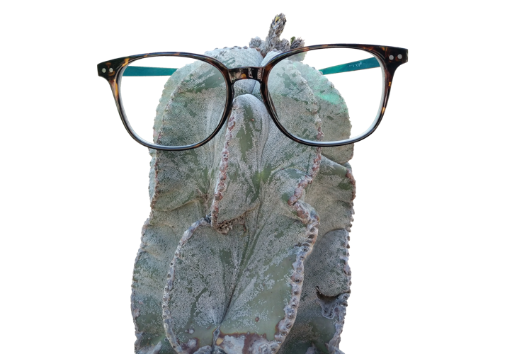 Plant Geek Festival and Sale