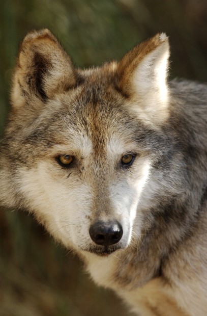 Feds: Mexican gray wolves not subspecies