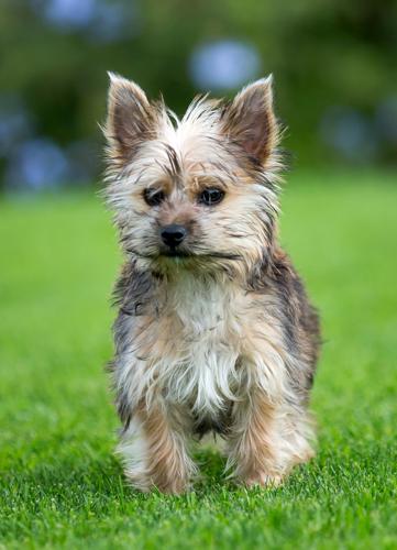 Sir Ozzy Bear McWigglepants