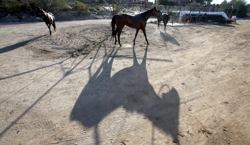 Horse racing returns to Rillito Park
