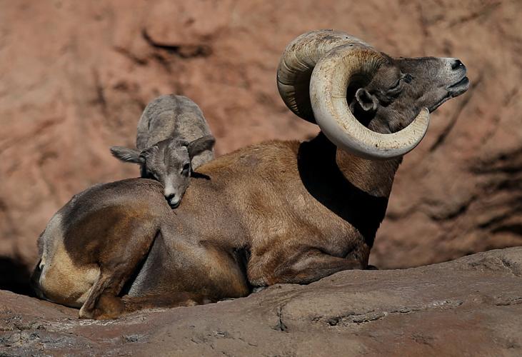Baby bighorn lamb at the Desert Museum