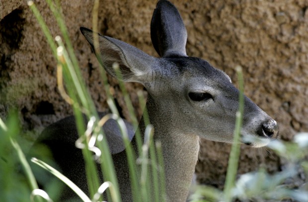 The Arizona-Sonora Desert Museum at 60 years old
