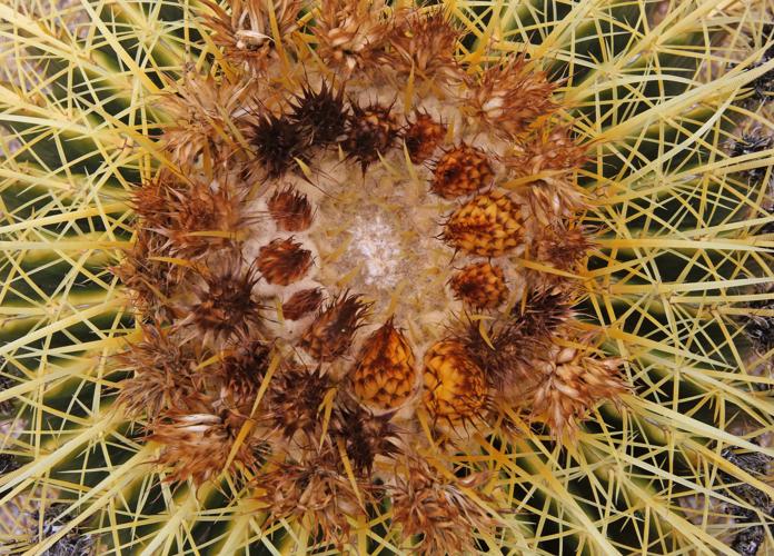 Barrel cactus