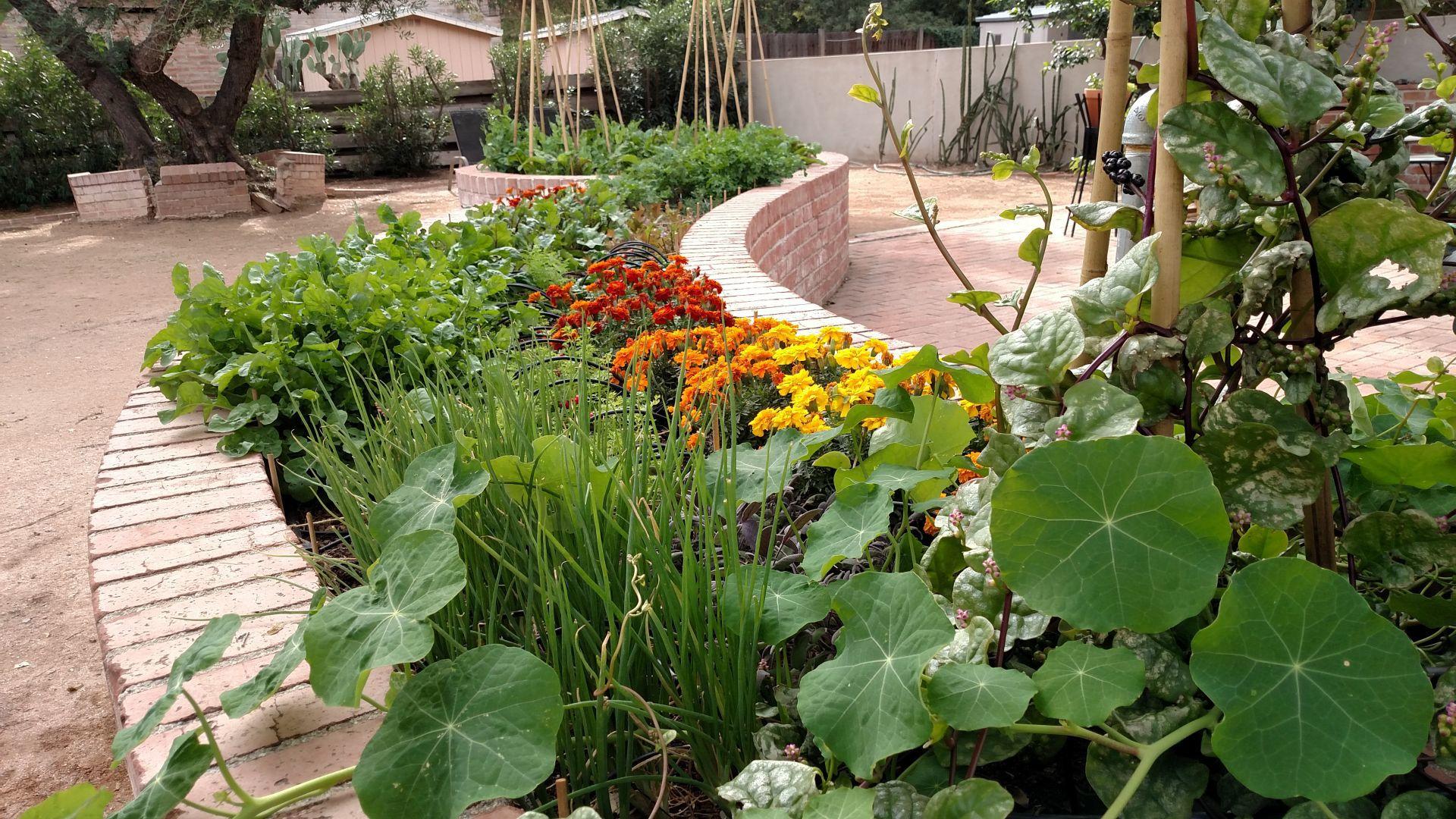 Putting Color Into Your Winter Garden And Onto Your Plate Home