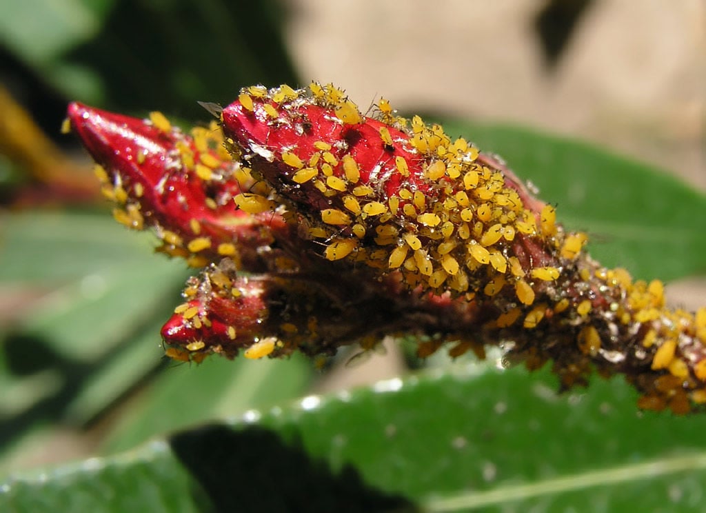 Garden Sage: oleander aphids