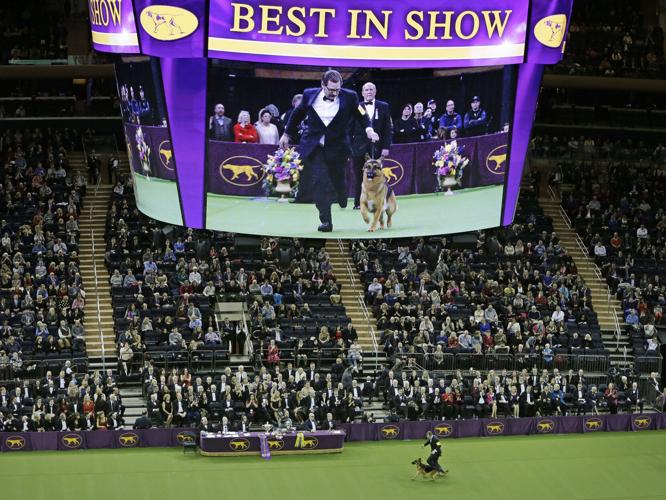 Westminster Dog Show-Dog Show 101