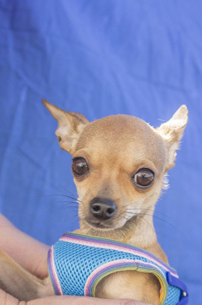 Pet adoptions