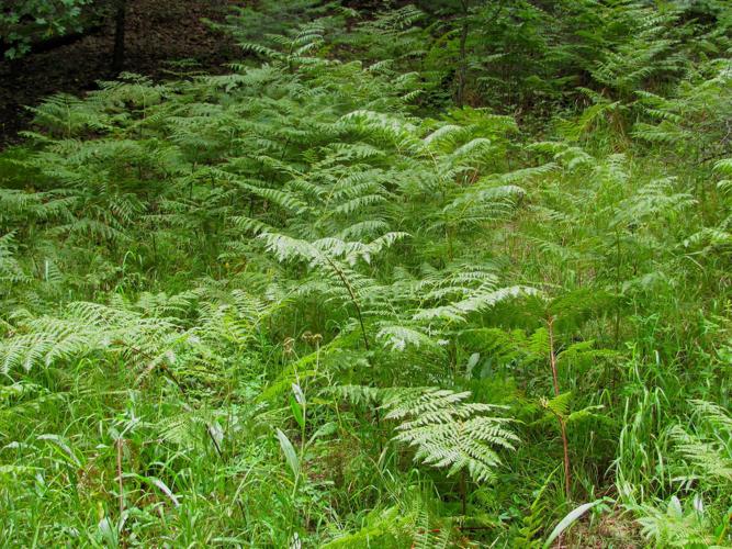 Clumps of ferns