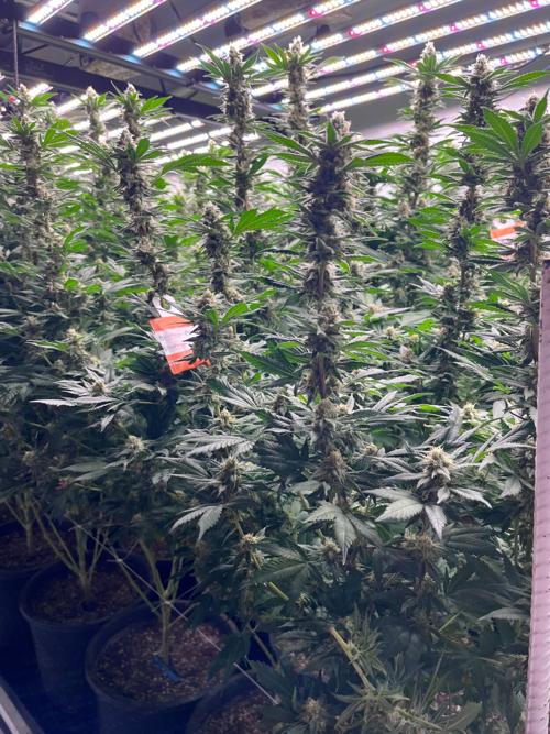 Pima County to consider new zoning rules for marijuana cultivation, sales