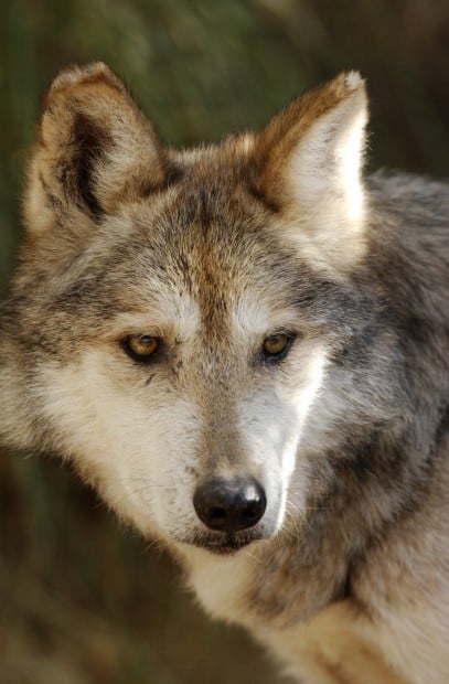 Mexican gray wolf