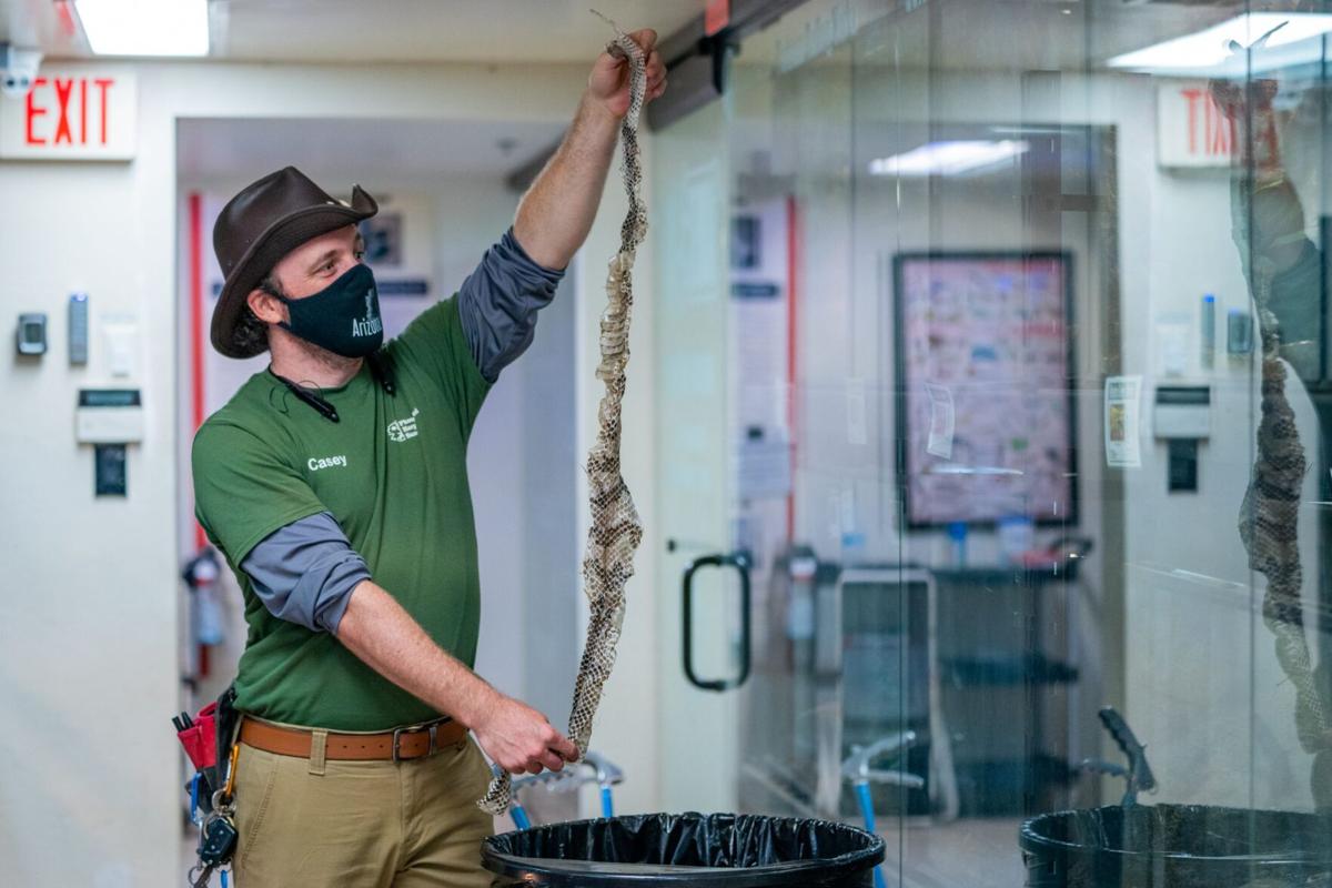 Arizona's monsoon season is when rattlers, toads get busy