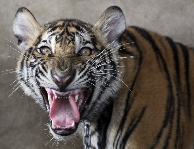 Animal shots of the week