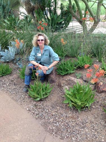 Sonoran XII Conference