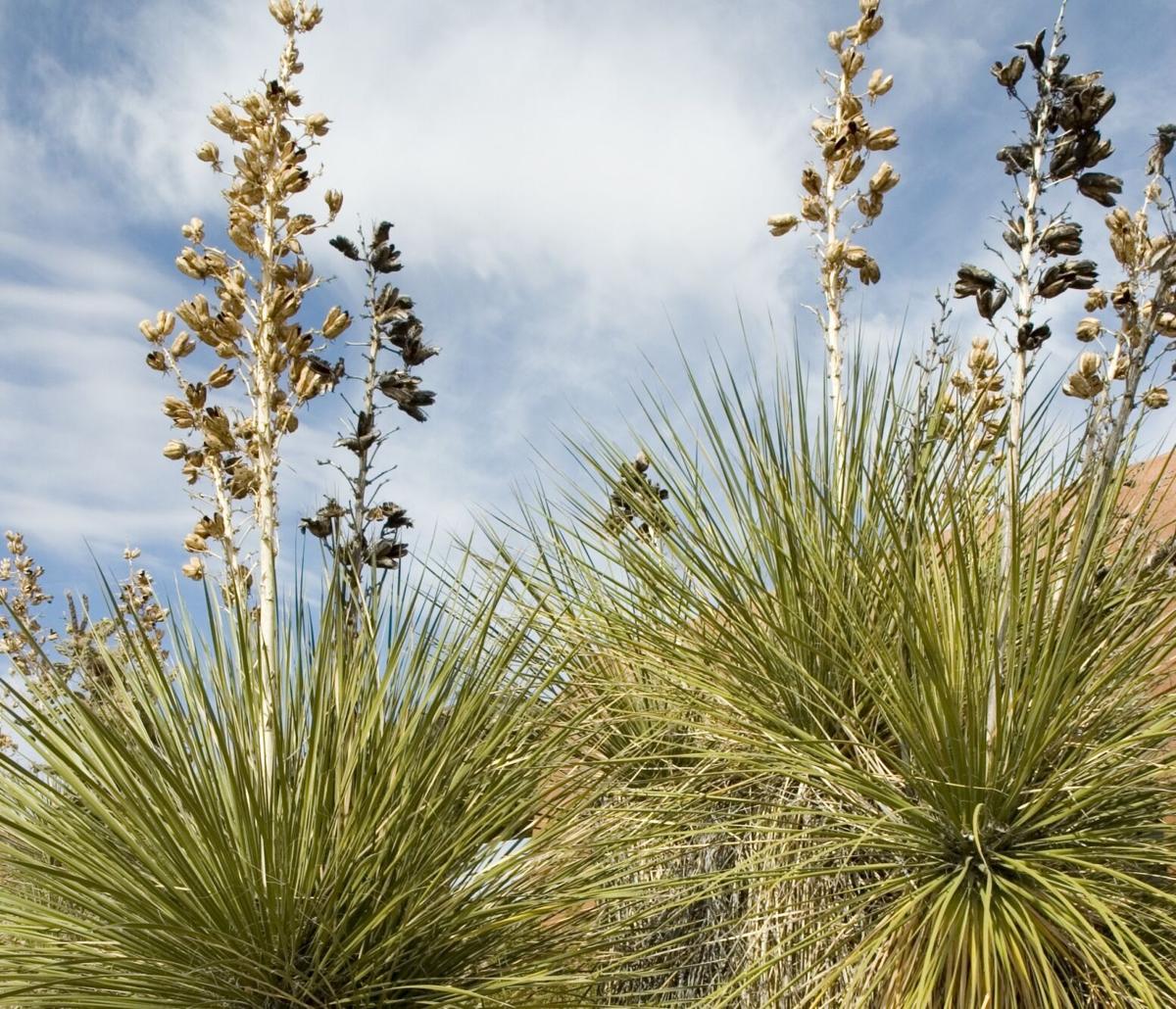 Soaptree yucca