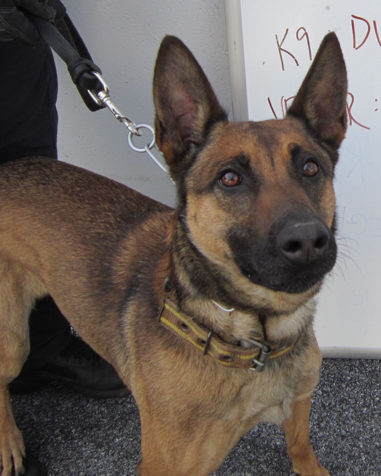 border patrol dog breed