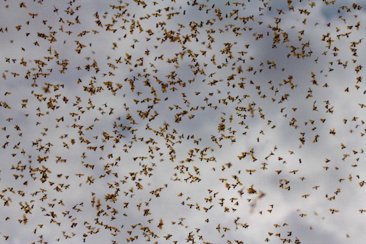 Readers' amazing insects