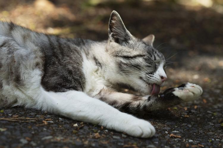 Japan Island of Cats Photo Gallery