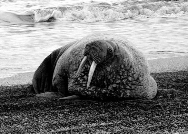 Walruses leave ice, hit beaches  