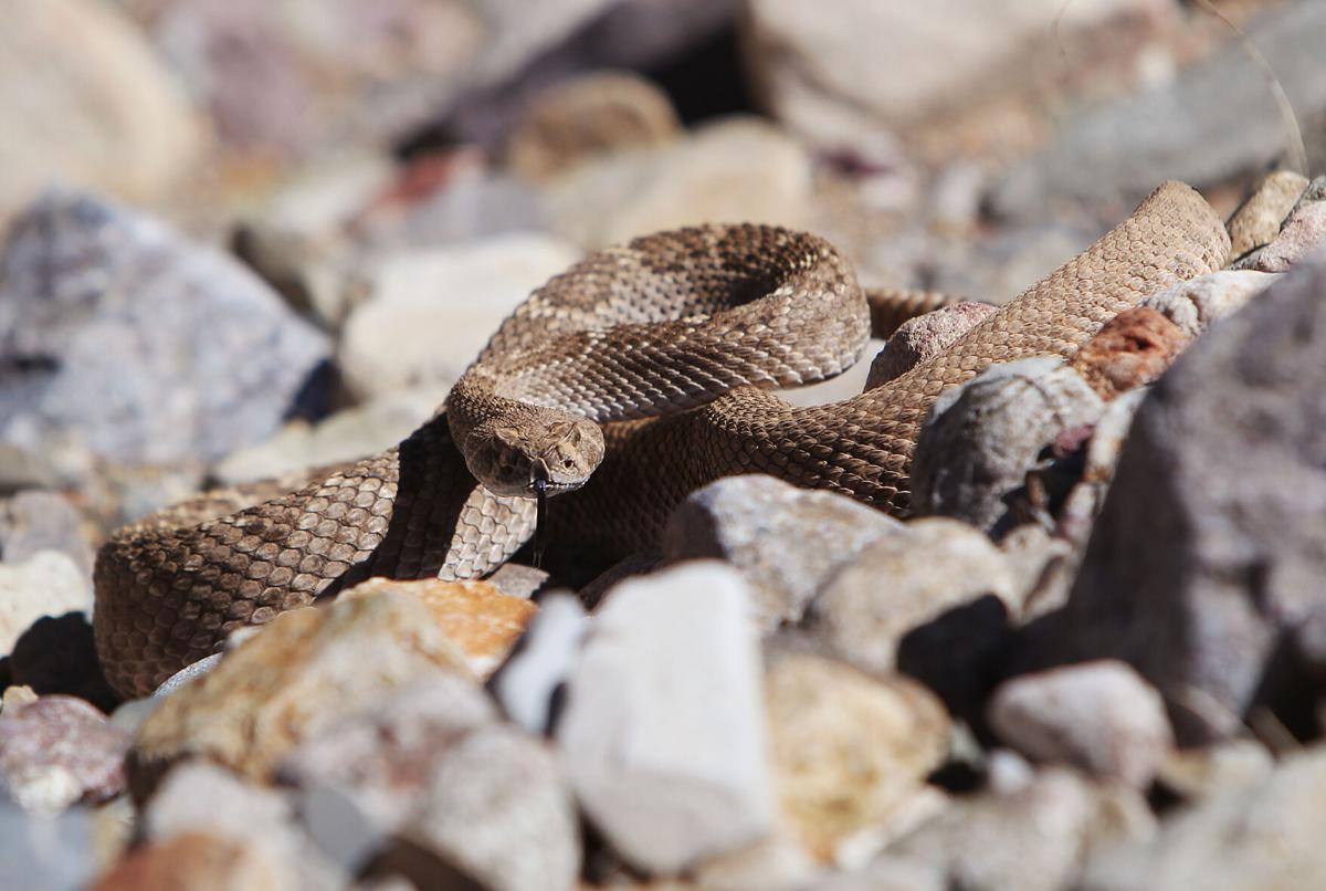 rattlesnake