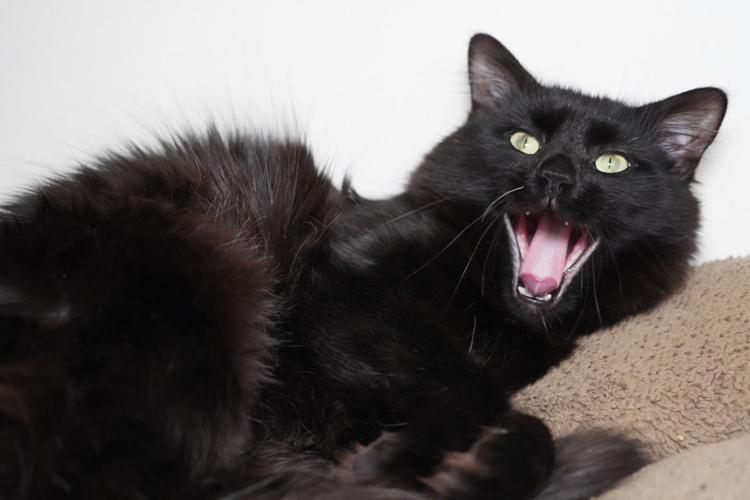 Adopt a friend: Bear